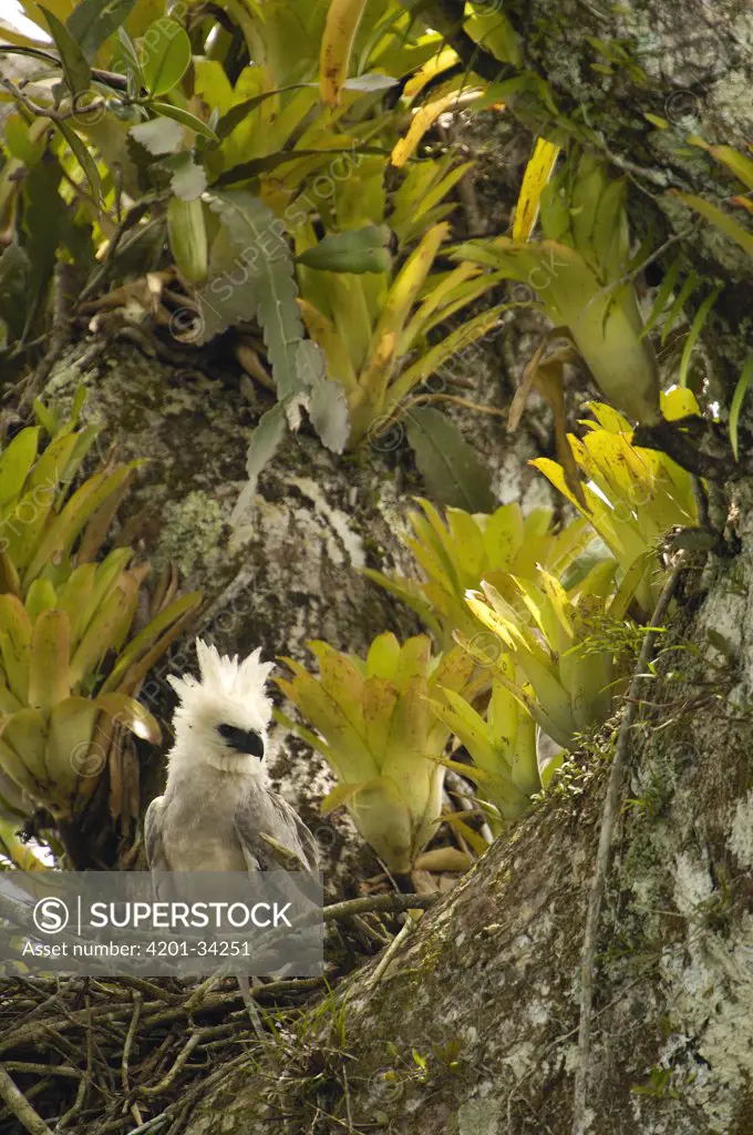 Harpy Eagle (Harpia harpyja) five month old chick on Kapok or Ceibo tree (Ceiba trichistandra) nest, Aguarico River drainage, Amazon rainforest, Ecuador