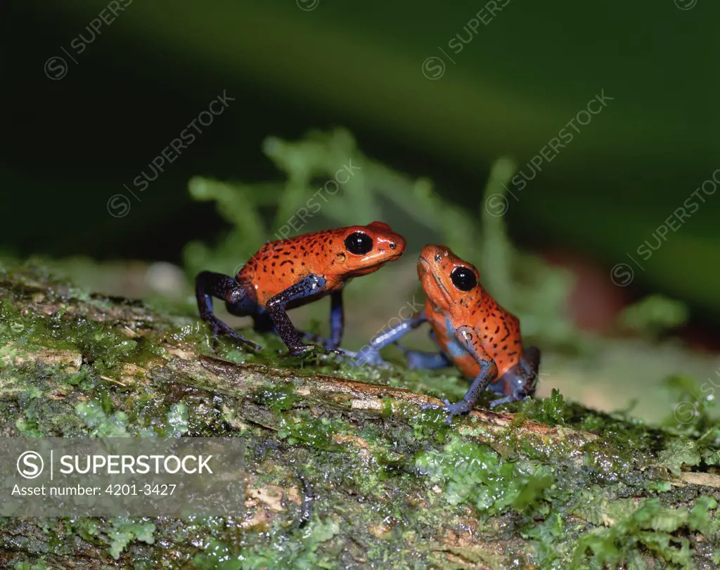 Strawberry Poison Dart Frog (Dendrobates pumilio) pair, Central America