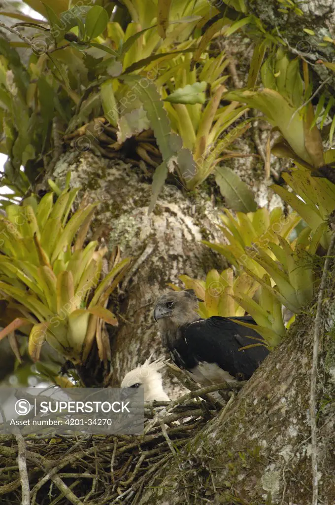 Harpy Eagle (Harpia harpyja) mother with five month old chick on Kapok or Ceibo tree (Ceiba trichistandra) nest, Aguarico River drainage, Amazon rainforest, Ecuador