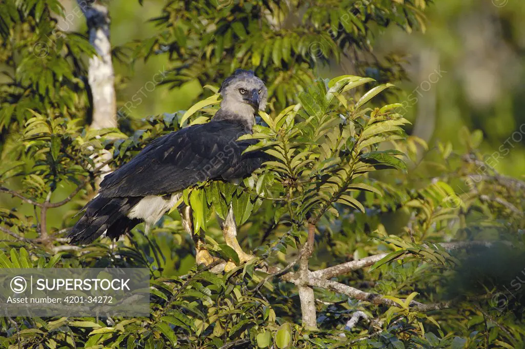 Harpy Eagle (Harpia harpyja) adult female in Kapok or Ceibo tree (Ceiba trichistandra), Aguarico River drainage, Amazon rainforest, Ecuador