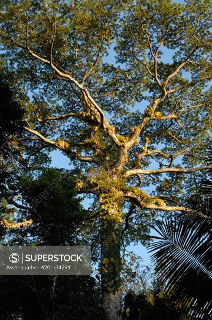 Kapok (Ceiba trichistandra) tree with Harpy Eagle (Harpia harpyja) nest, Aguarico River drainage, Amazon rainforest, Ecuador