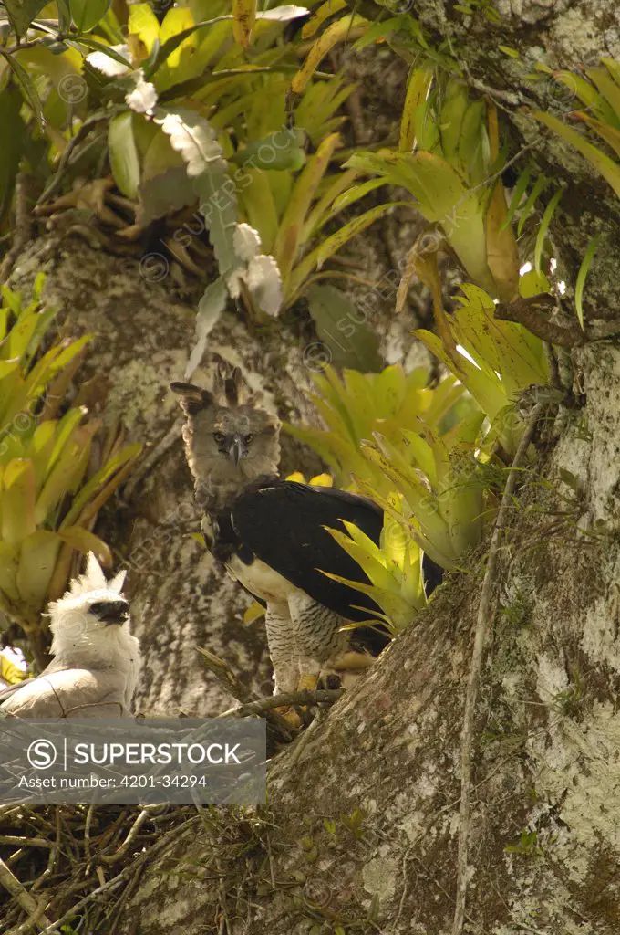 Harpy Eagle (Harpia harpyja) mother with five month old chick on nest in Kapok or Ceibo tree (Ceiba trichistandra), Aguarico River drainage, Amazon rainforest, Ecuador