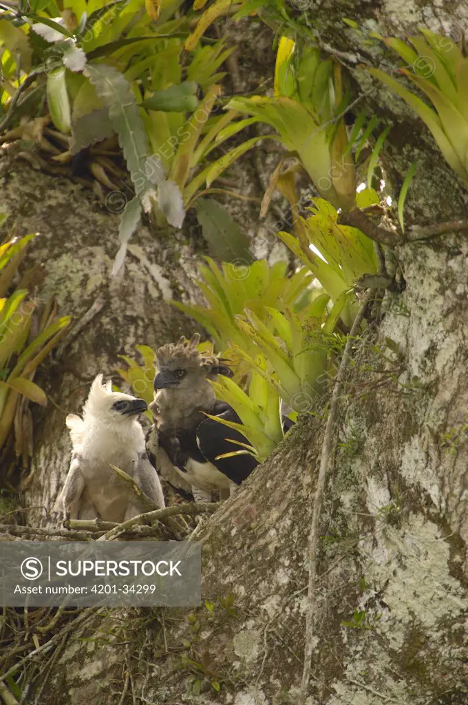 Harpy Eagle (Harpia harpyja) mother with five month old chick in nest on Kapok or Ceibo tree (Ceiba trichistandra), Aguarico River drainage, Amazon rainforest, Ecuador