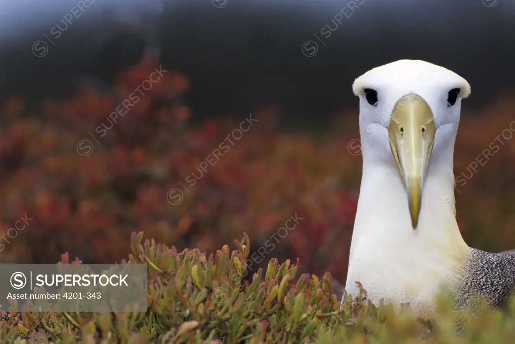 Waved Albatross (Phoebastria irrorata) portrait, adult in nesting colony, Punta Cevallos, Espanola Island, Galapagos Islands, Ecuador