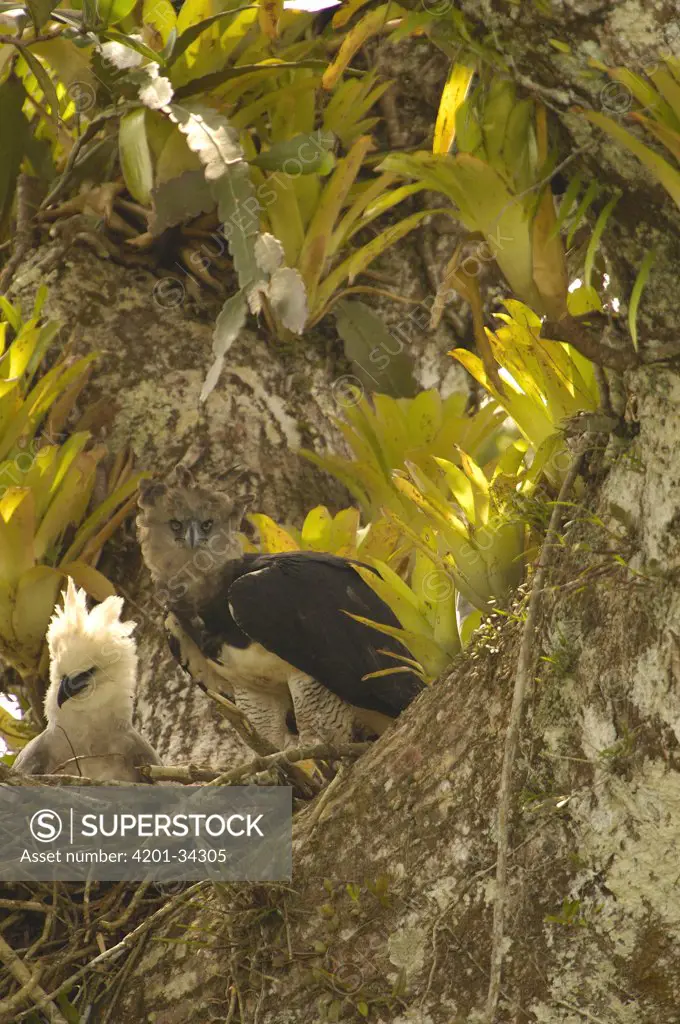 Harpy Eagle (Harpia harpyja) mother with five month old chick in nest on Kapok or Ceibo tree (Ceiba trichistandra), Aguarico River drainage, Amazon rainforest, Ecuador