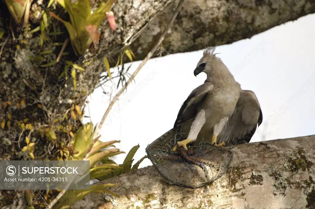 Harpy Eagle (Harpia harpyja) recently fledged seven month old wild chick with foot and prey in trap as biologist Alexander Blanco attempts to catch it, Cuyabeno Reserve, Ecuador