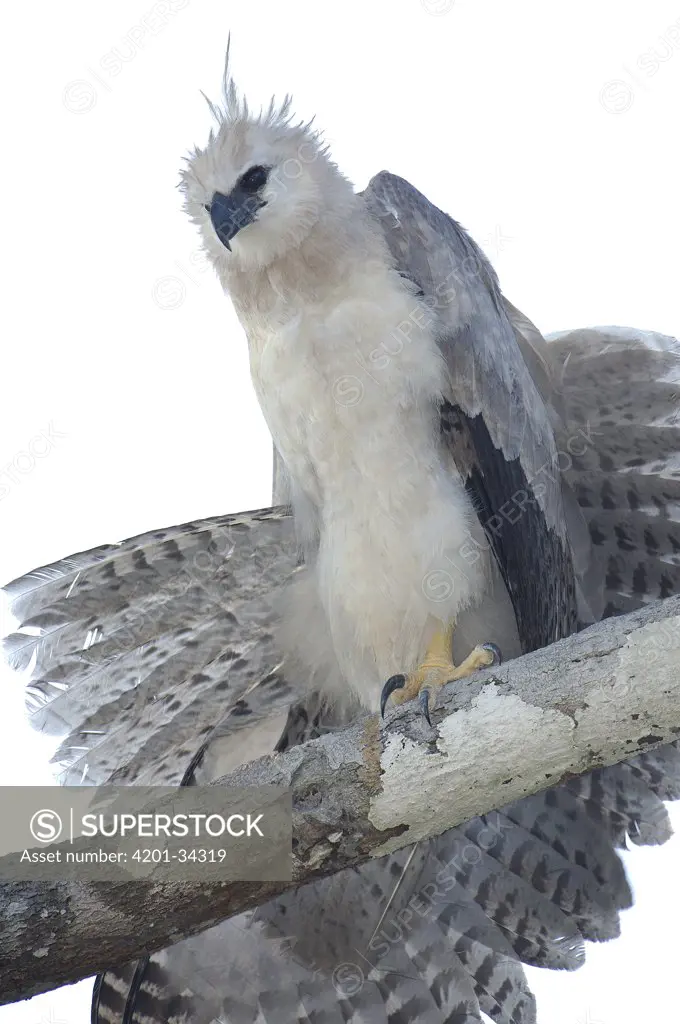 Harpy Eagle (Harpia harpyja) recently fledged seven month old wild chick 40 meters up a Kapok or Ceibo tree (Ceiba trichistandra) on nest, shrouding prey recently delivered by parent, Cuyabeno Reserve, Amazon rainforest, Ecuador