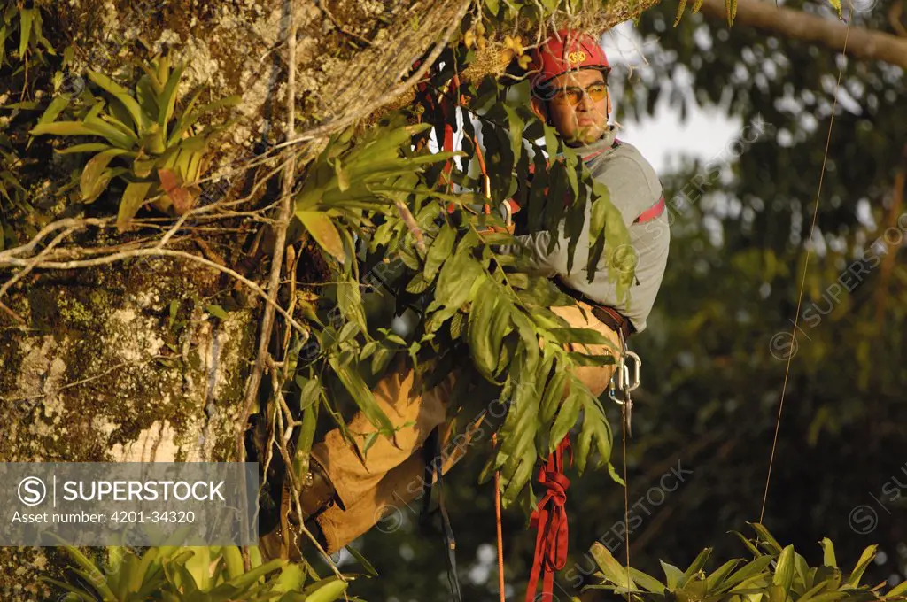 Alexander Blanco 40 meters up a Kapok tree preparing to trap a recently fledged seven month old wild Harpy Eagle (Harpia harpyja) chick to put a GPS transmitter on it, Amazon rainforest, Ecuador