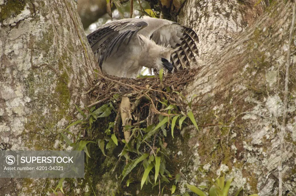 Harpy Eagle (Harpia harpyja) recently fledged seven month old wild chick 40 meters up a Kapok or Ceibo tree (Ceiba trichistandra) on nest, shrouding prey recently brought by parent bird, Cuyabeno Reserve, Amazon rainforest, Ecuador