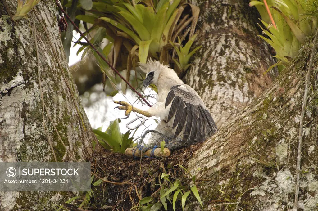 Harpy Eagle (Harpia harpyja) recently fledged seven month old wild chick 40 meters up a Kapok or Ceibo tree (Ceiba trichistandra) in trap set by biologist Alexander Blanco, Cuyabeno Reserve, Amazon rainforest, Ecuador