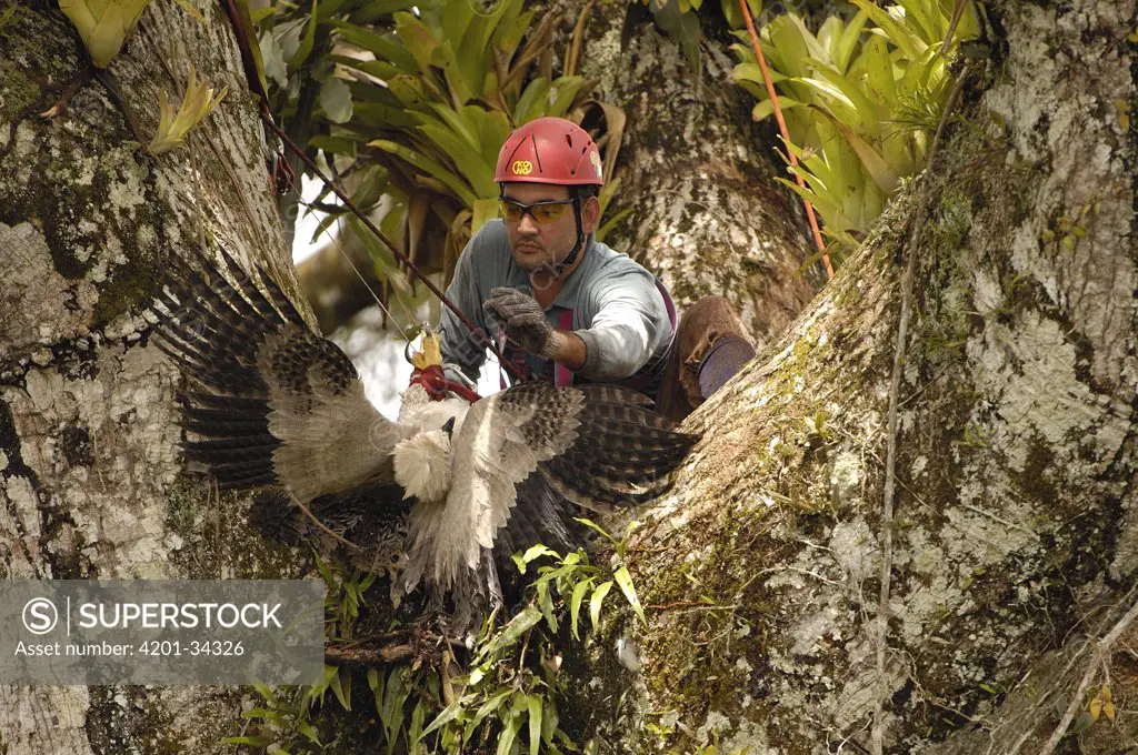 Harpy Eagle (Harpia harpyja) recently fledged seven month old wild chick in nest 40 meters up a Kapok or Ceibo tree (Ceiba trichistandra) with leg caught in trap set by biologist Alexander Blanco, Cuyabeno Reserve, Amazon rainforest, Ecuador