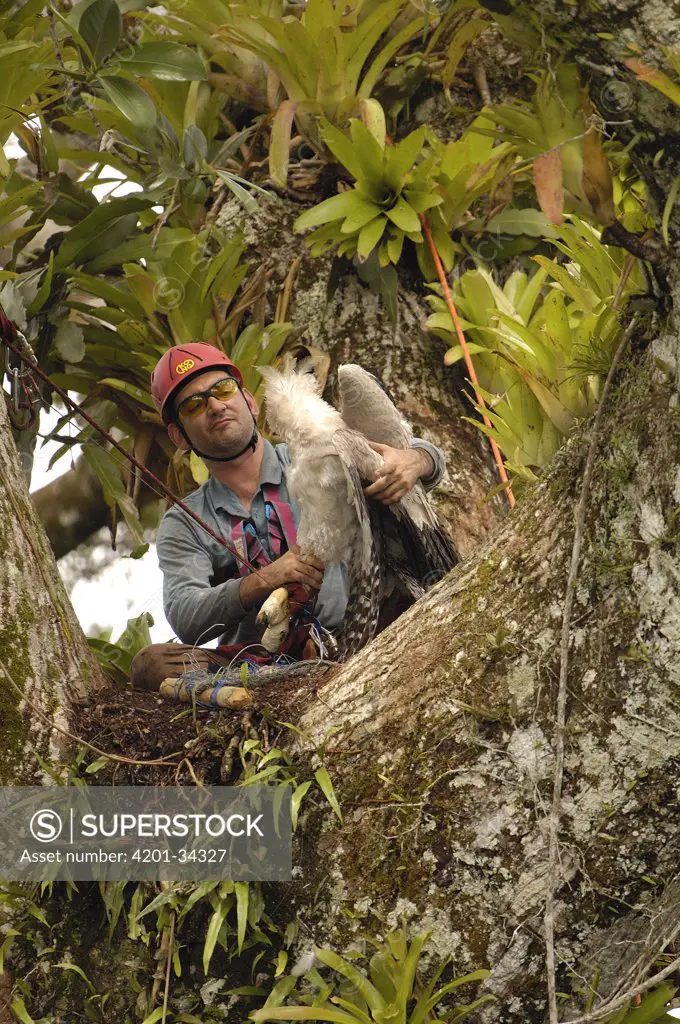 Harpy Eagle (Harpia harpyja) recently fledged seven month old wild chick in nest 40 meters up a Kapok or Ceibo tree (Ceiba trichistandra) with leg caught in trap set by biologist Alexander Blanco, Cuyabeno Reserve, Amazon rainforest, Ecuador