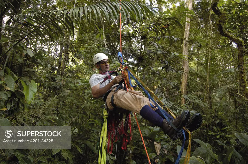 Biologist Alexander Blanco 40 meters up a Kapok tree preparing to set a trap to catch a recently fledged seven month old wild Harpy Eagle (Harpia harpyja) chick to put a GPS transmitter on it, Amazon rainforest, Ecuador