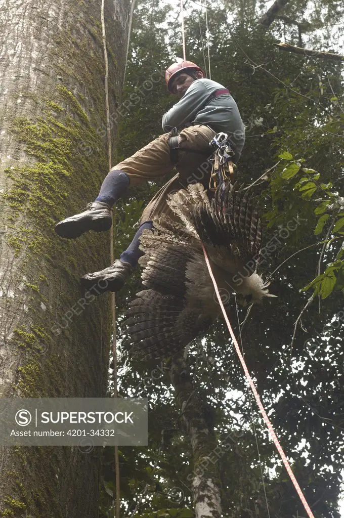 Biologist Alexander Blanco descending a Kapok tree with a captured seven month old wild Harpy Eagle (Harpia harpyja) chick, Cuyabeno Reserve, Amazon rainforest, Ecuador
