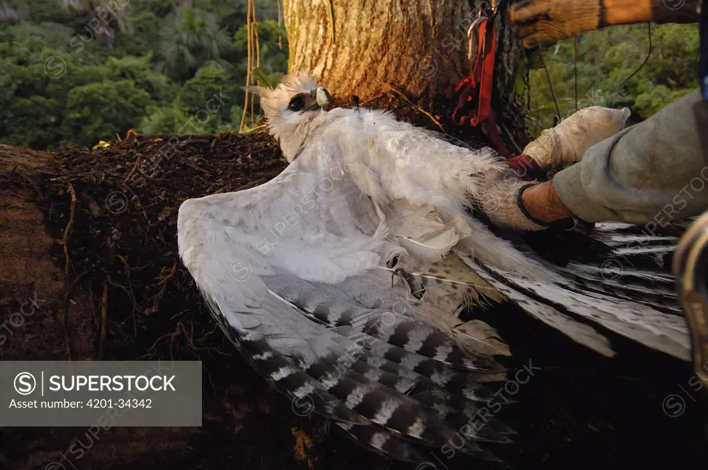 Harpy Eagle (Harpia harpyja) recently fledged seven month old wild chick returned to its nest 40 meters up a Kapok or Ceibo tree (Ceiba trichistandra) by Alexander Blanco, Cuyabeno Reserve, Amazon rainforest, Ecuador