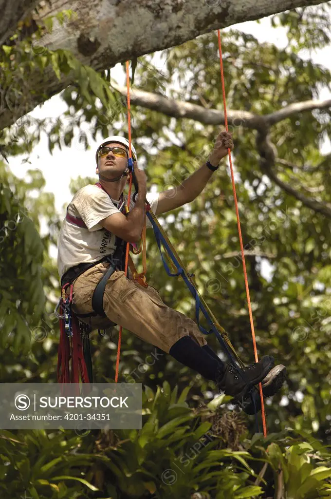 Alexander Blanco 40 meters up a Kapok tree preparing to set a trap to catch a recently fledged seven month old wild Harpy Eagle (Harpia harpyja) chick to put a GPS transmitter on it, Amazon rainforest, Ecuador
