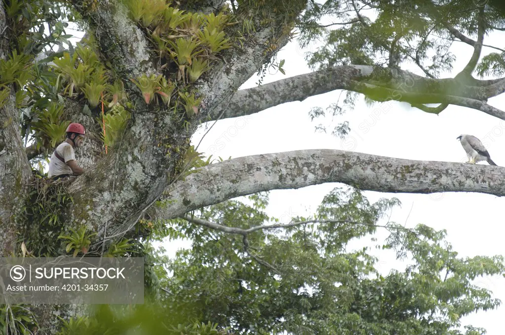 Alexander Blanco 40 Meters up a Kapok tree in Harpy nest setting a trap to catch a recently fledged seven month old wild Harpy Eagle (Harpia harpyja) chick at right, Cuyabeno Reserve, Amazon rainforest, Ecuador