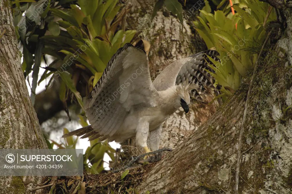 Harpy Eagle (Harpia harpyja) recently fledged seven month old wild chick, in nest 40 meters up a Kapok tree with foot in trap, Cuyabeno Reserve, Amazon rainforest, Ecuador