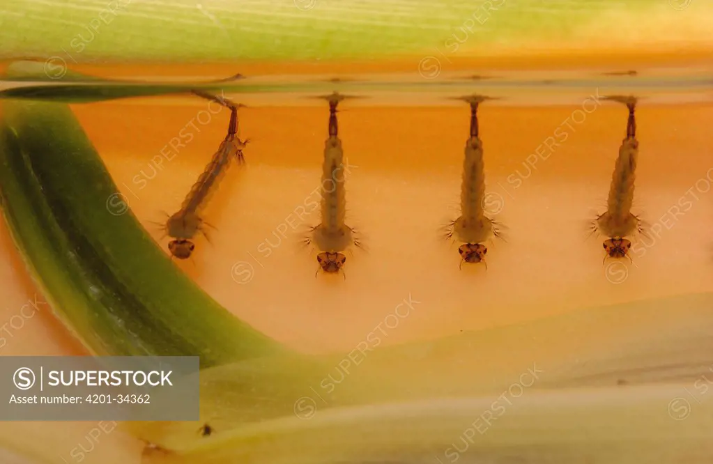 Mosquito (Culex sp) larvae in a Heliconia flower with breathing siphons exposed to the air, Ecuador