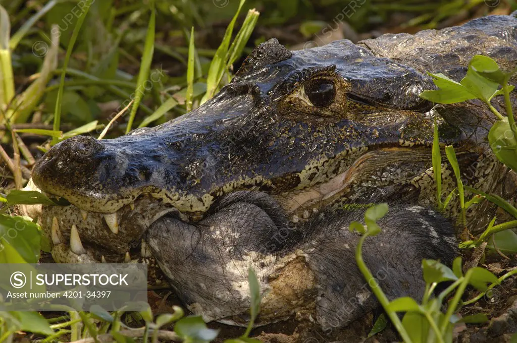 Spectacled Caiman (Caiman crocodilus) feeding on prey, Pantanal, Brazil