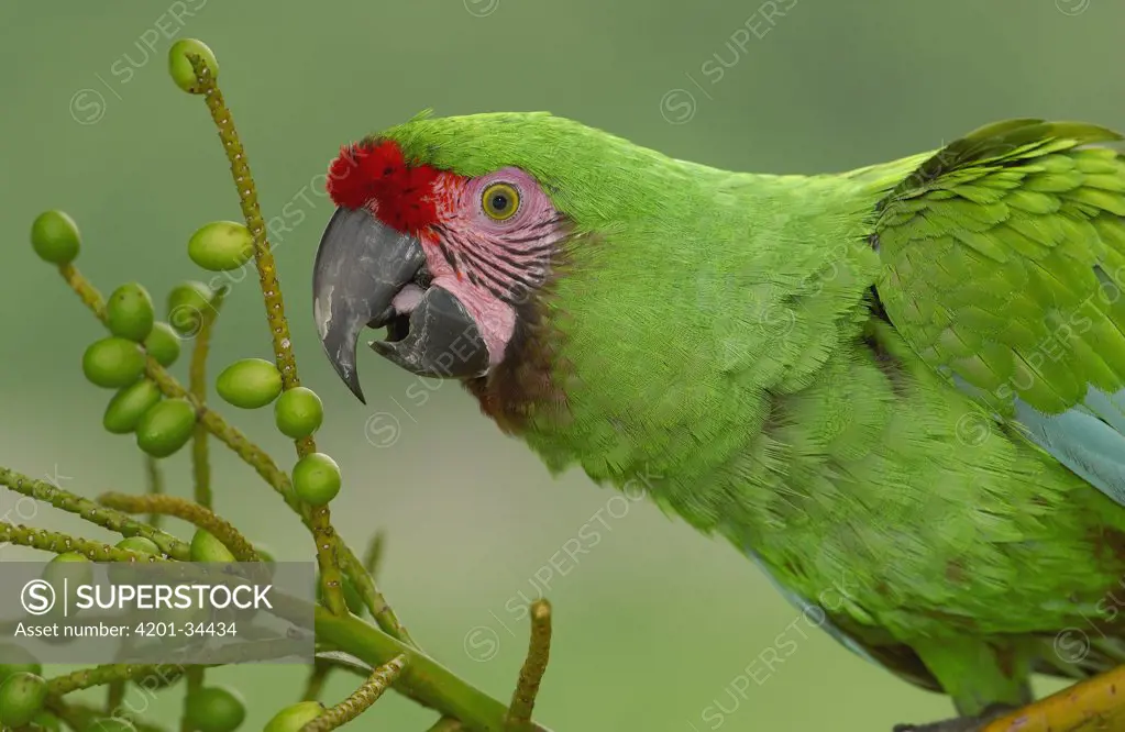 Military Macaw (Ara militaris) portrait, feeding on palm fruit, Amazon rainforest, Ecuador
