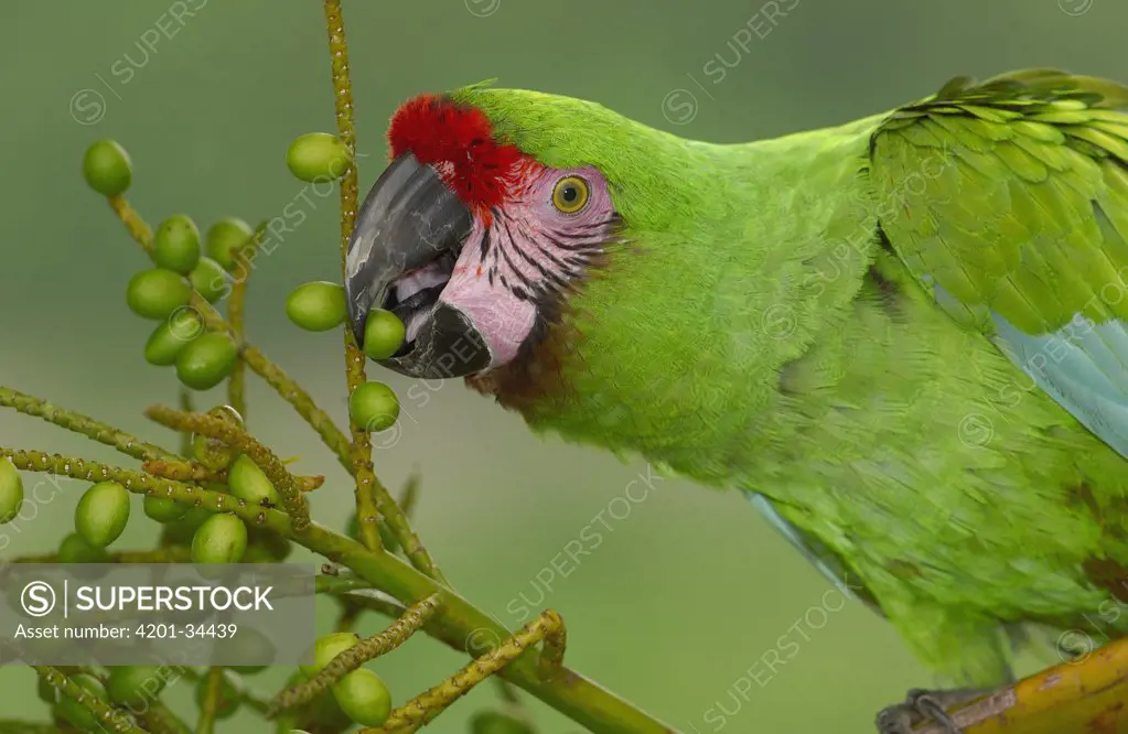 Military Macaw (Ara militaris) portrait, feeding on palm fruit, Amazon rainforest, Ecuador
