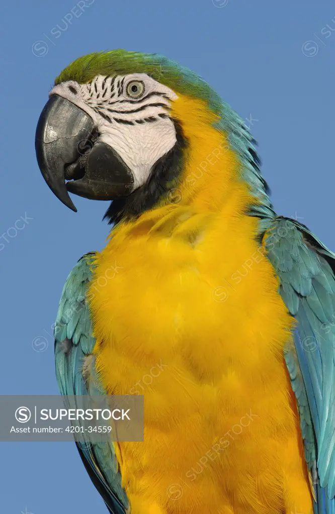 Blue and Yellow Macaw (Ara ararauna) portrait, native to Amazon rainforest, South America
