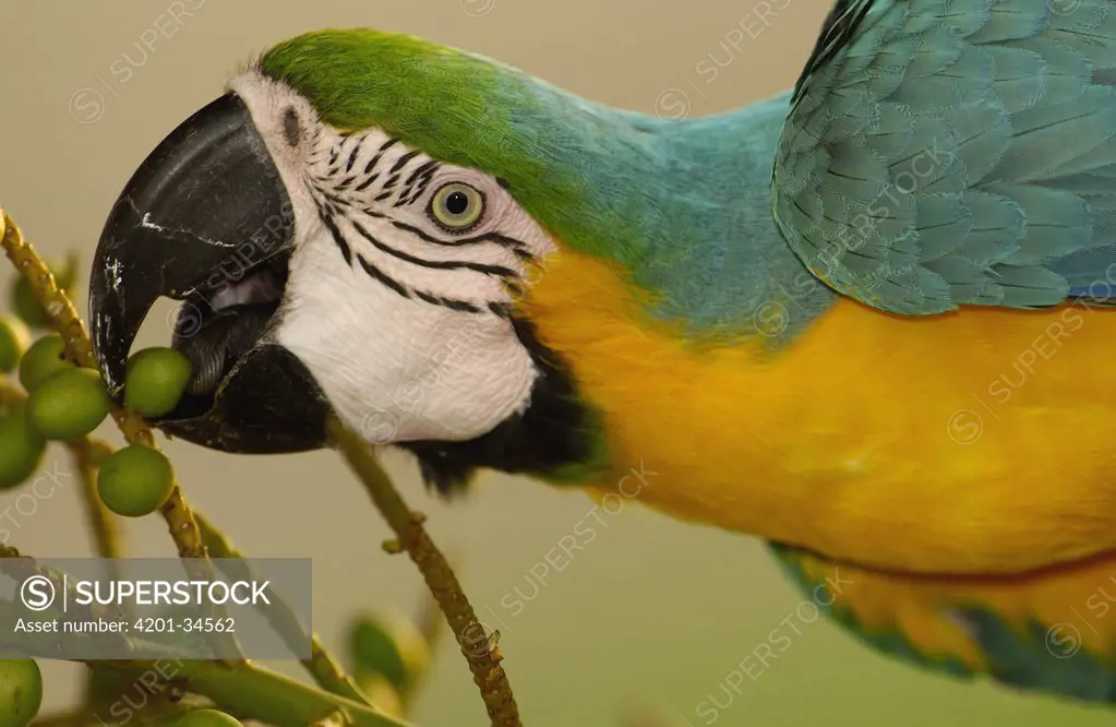 Blue and Yellow Macaw (Ara ararauna) feeding on palm fruits, native to Amazon rainforest, South America