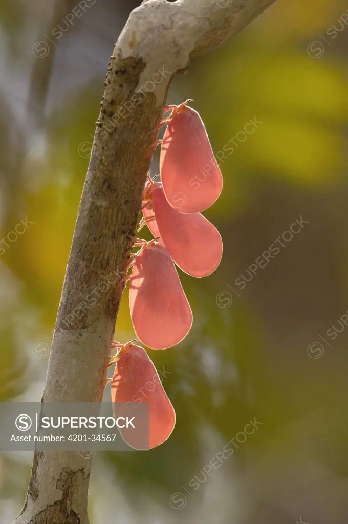Flatid Leaf Bug (Phromnia rosea) group clinging to branch in western deciduous forest, Ankarafantsika National Park, Madagascar