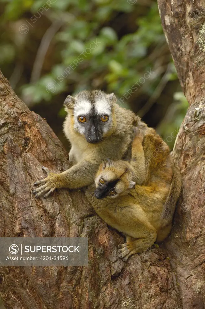 Brown Lemur (Lemur fulvus) female and baby, eastern rainforest near Perinet, Madagascar