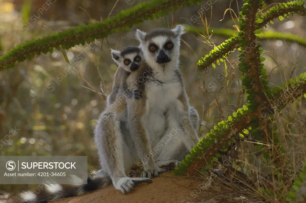 Ring-tailed Lemur (Lemur catta) mother and baby sitting at the base of an Octopus tree, vulnerable, Berenty Reserve, southern Madagascar