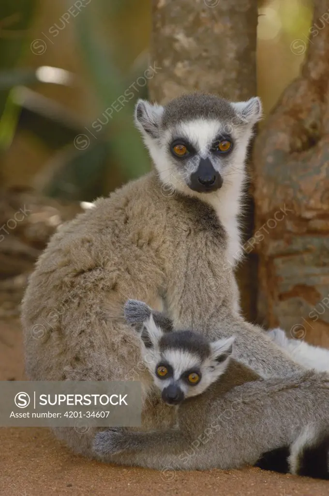 Ring-tailed Lemur (Lemur catta) mother and baby, vulnerable, Berenty Reserve, southern Madagascar