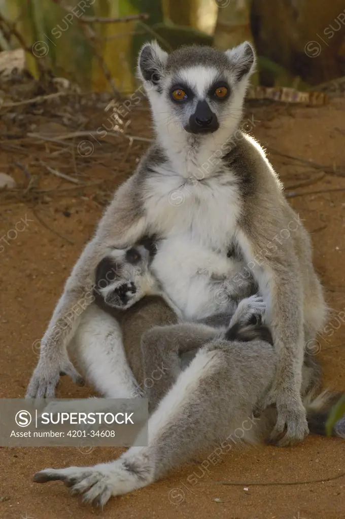 Ring-tailed Lemur (Lemur catta) mother and nursing baby, vulnerable, Berenty Reserve, southern Madagascar