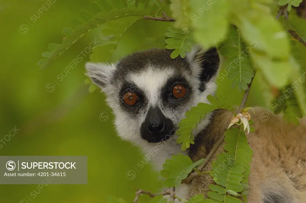 Ring-tailed Lemur (Lemur catta) portrait amid foliage, vulnerable, Berenty Reserve, southern Madagascar