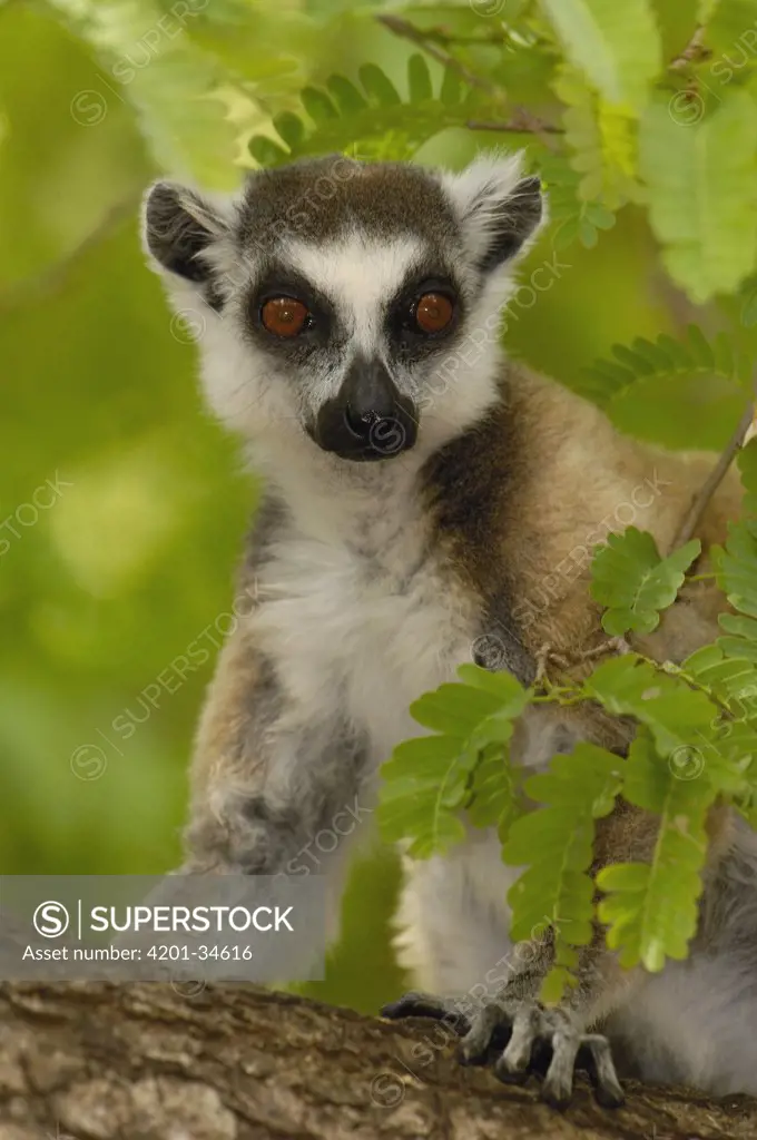 Ring-tailed Lemur (Lemur catta) portrait amid foliage, vulnerable, Berenty Reserve, southern Madagascar