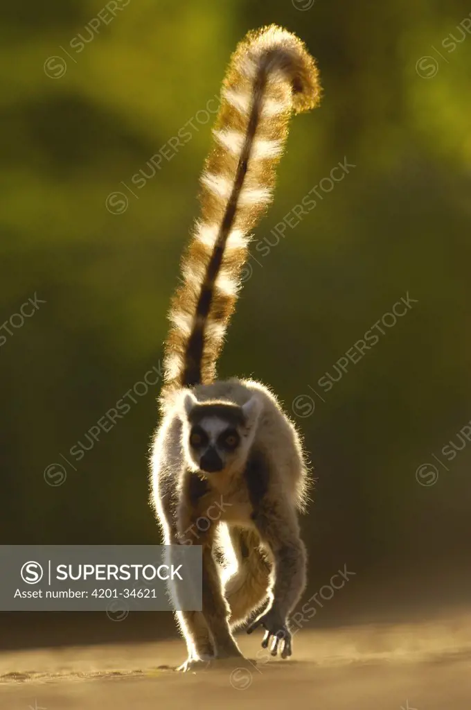 Ring-tailed Lemur (Lemur catta) walking towards camera, vulnerable, Berenty Reserve, southern Madagascar