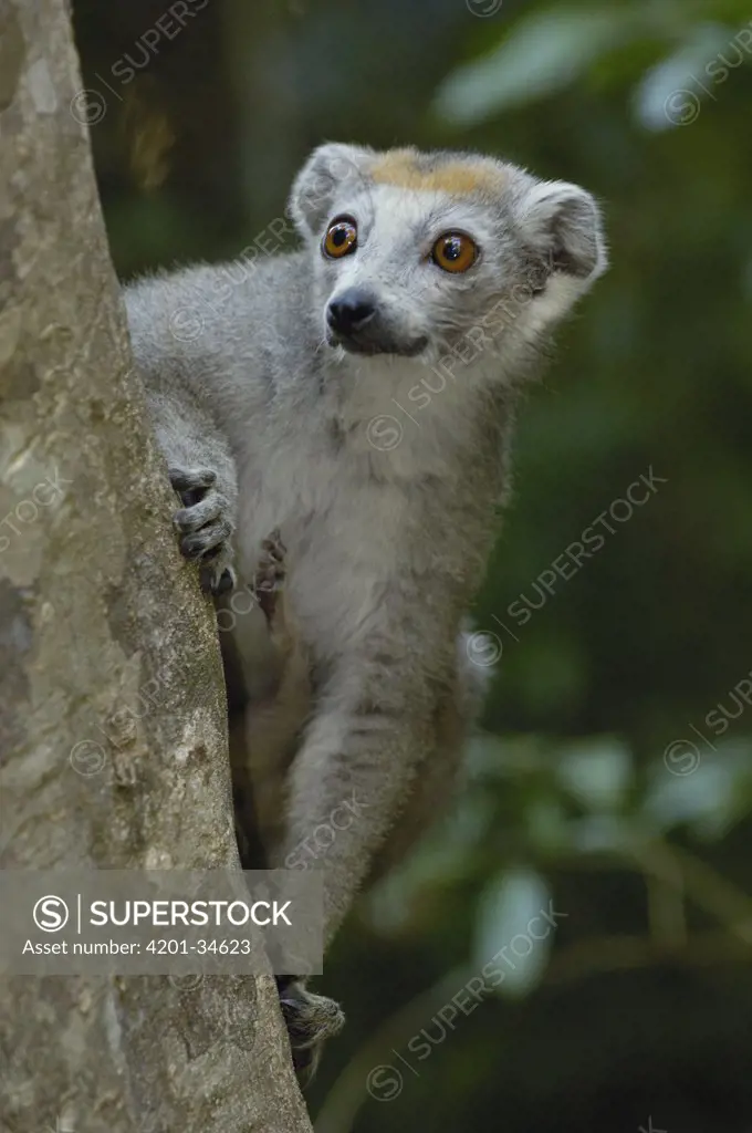 Crowned Lemur (Eulemur coronatus) female portrait, vulnerable, Ankarana Special Reserve, northern Madagascar