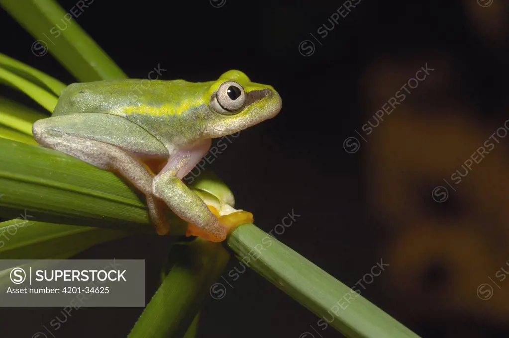 Betsileo Reed Frog (Heterixalus betsileo) this frog has variable color morphs ranging from white to green and commonly seen in gardens around Antananarivo, central highlands, Madagascar
