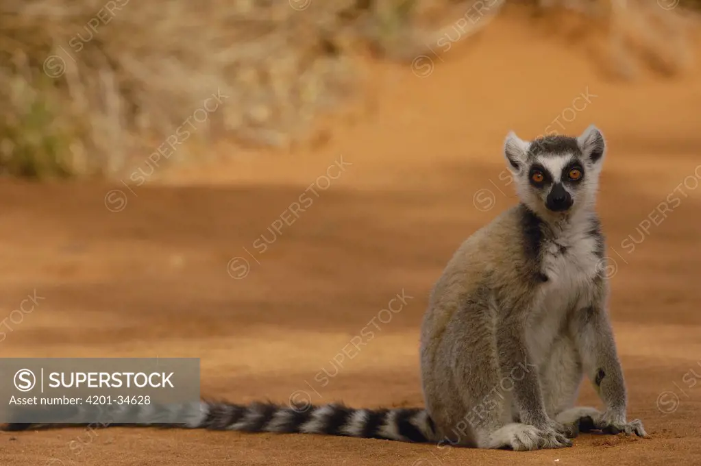 Ring-tailed Lemur (Lemur catta) portrait, vulnerable, Berenty Reserve, southern Madagascar