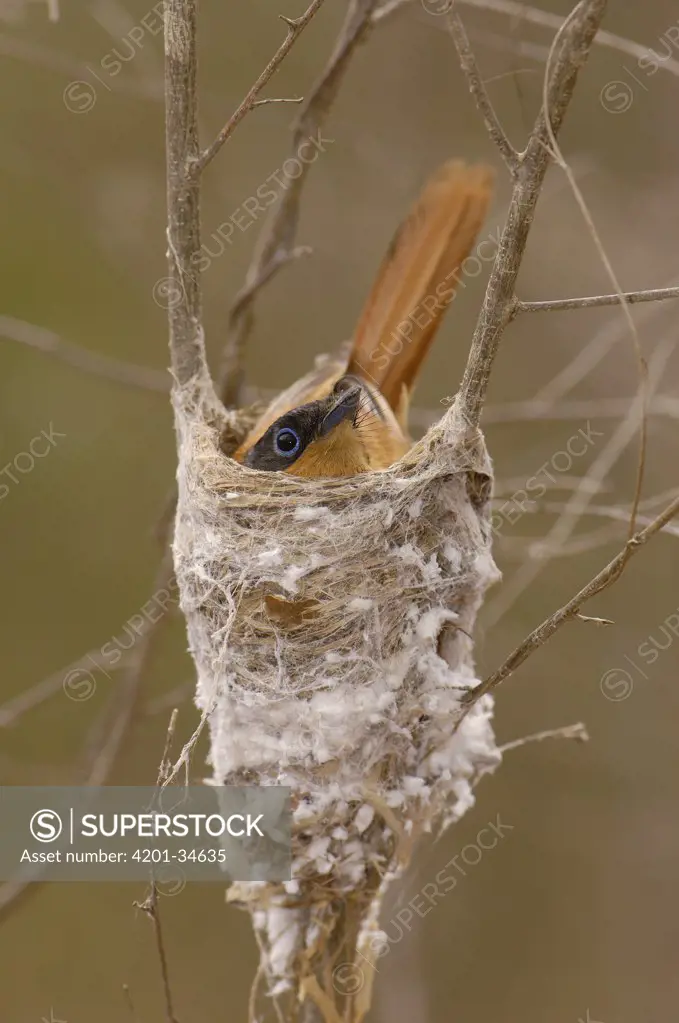 Madagascar Paradise Flycatcher (Terpsiphone mutata) female incubating eggs on nest, near Beza Mahafaly Special Reserve, southwestern Madagascar