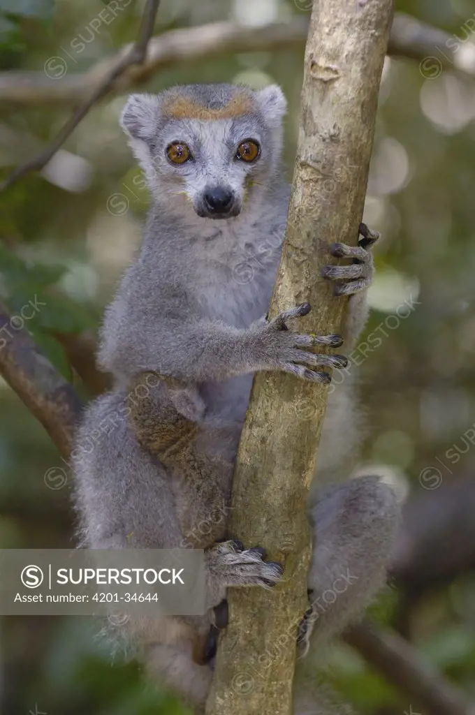 Crowned Lemur (Eulemur coronatus) female with baby clinging to her belly, vulnerable, Ankarana Special Reserve, northern Madagascar