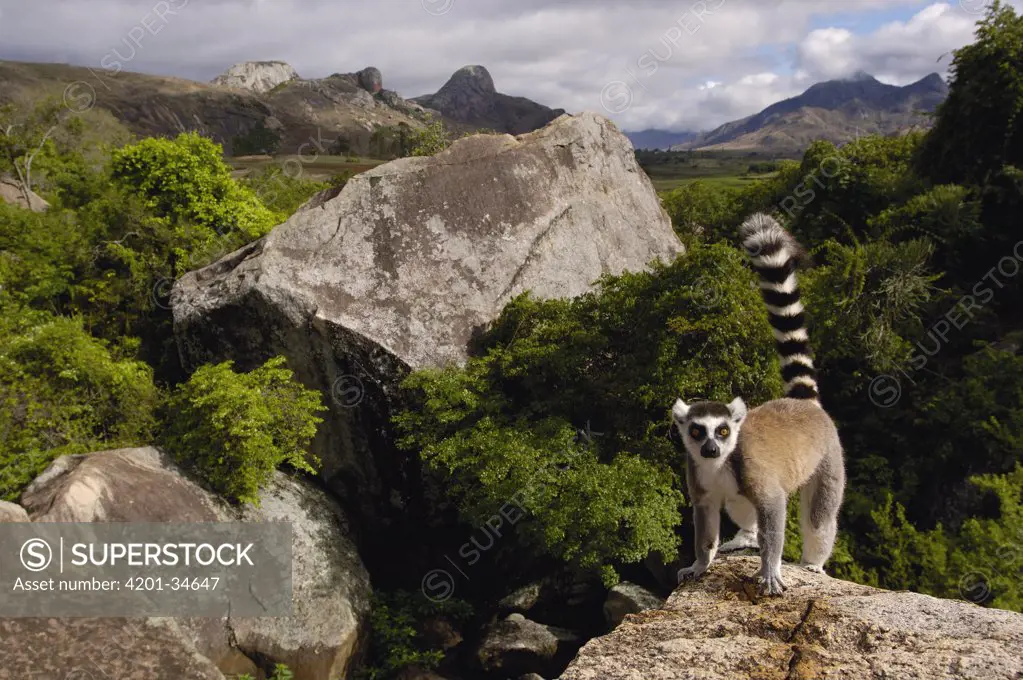 Ring-tailed Lemur (Lemur catta) portrait, vulnerable, overlooking the Andringitra Mountains, south central Madagascar