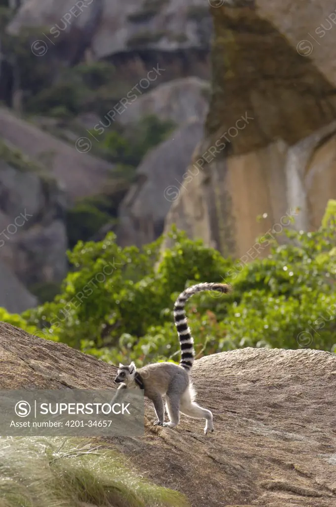 Ring-tailed Lemur (Lemur catta) walking across rocks near Andringitra Mountains, vulnerable, south central Madagascar