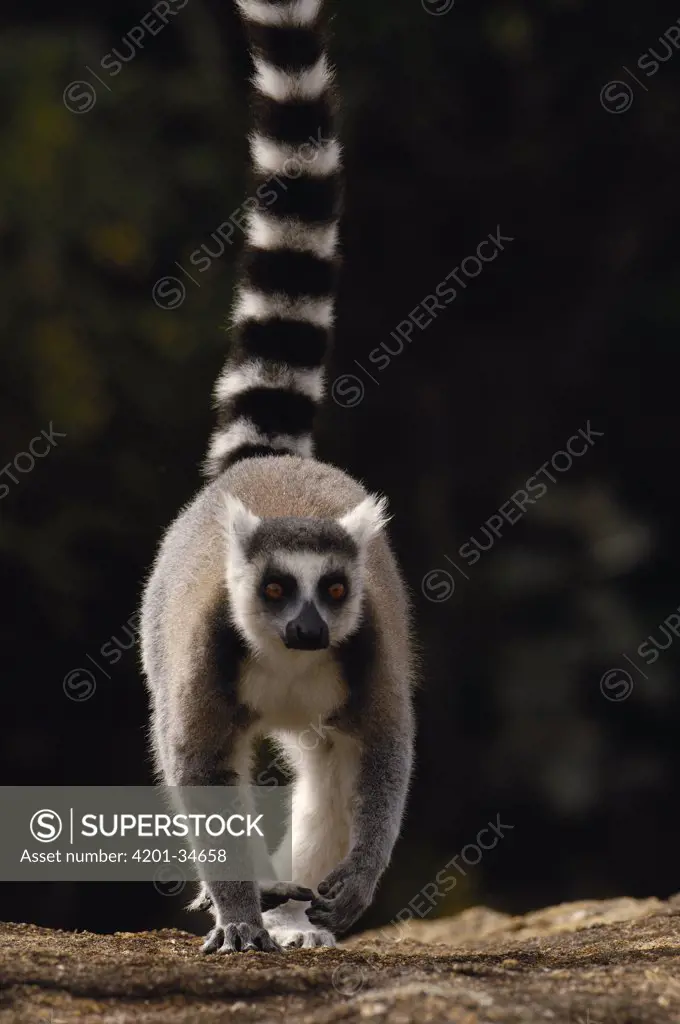 Ring-tailed Lemur (Lemur catta) walking towards camera, near Andringitra Mountains, vulnerable, south central Madagascar
