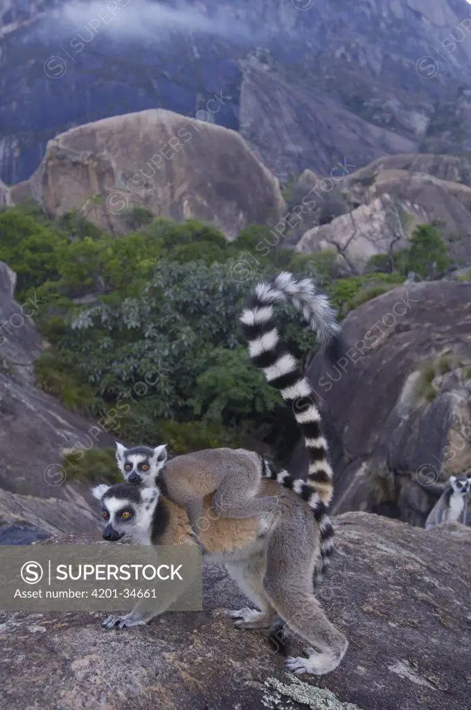 Ring-tailed Lemur (Lemur catta) mother and young, vulnerable, near Andringitra Mountains, south central Madagascar