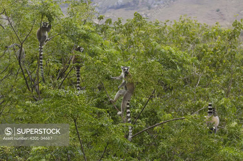 Ring-tailed Lemur (Lemur catta) group in trees near Andringitra Mountains, south central Madagascar