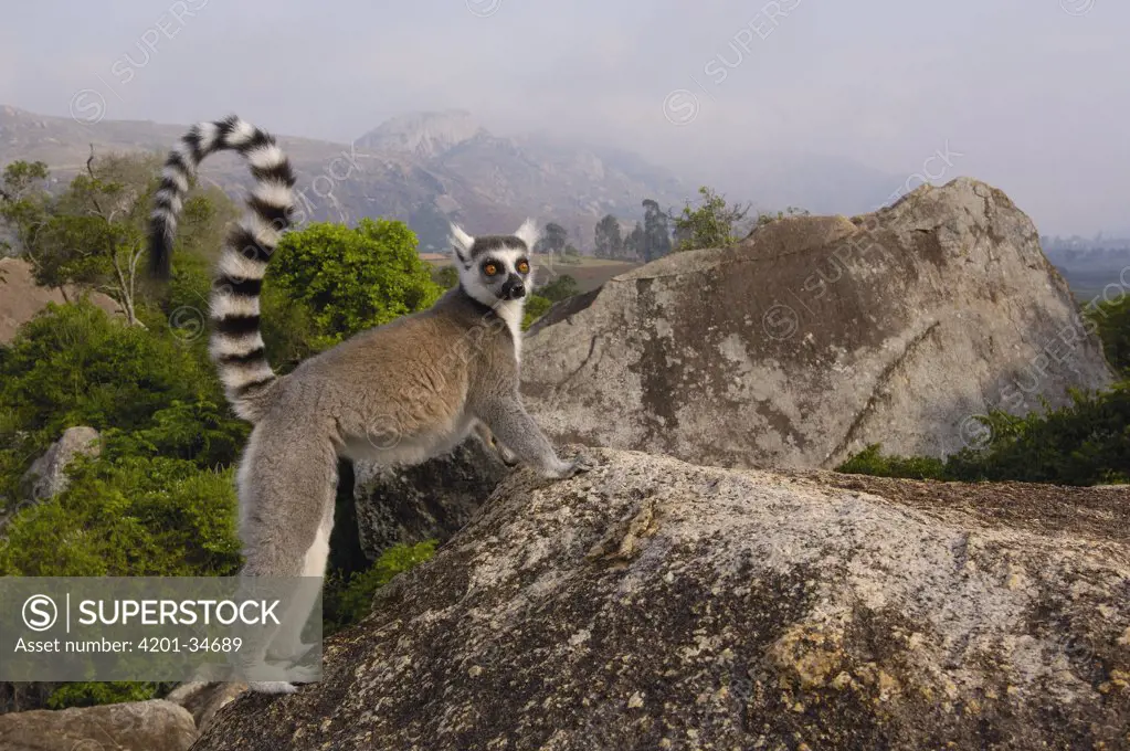 Ring-tailed Lemur (Lemur catta) portrait on rocks overlooking the Andringitra Mountains, vulnerable, south central Madagascar