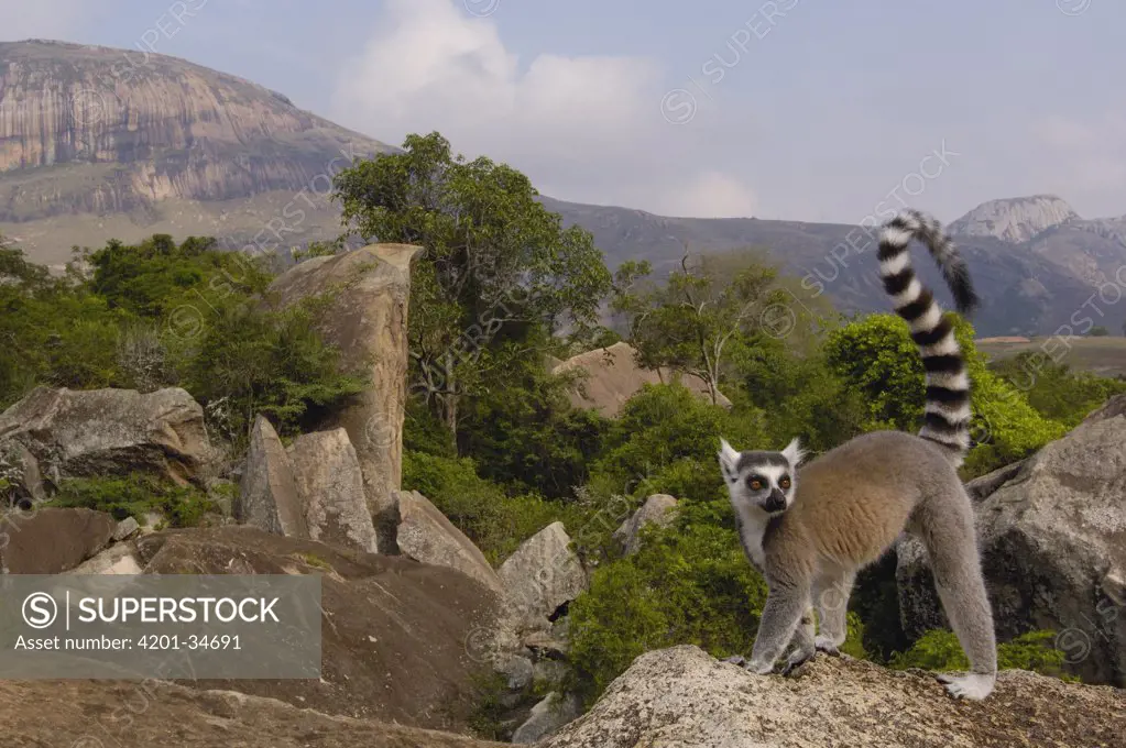 Ring-tailed Lemur (Lemur catta) portrait on rocks overlooking the Andringitra Mountains, vulnerable, south central Madagascar