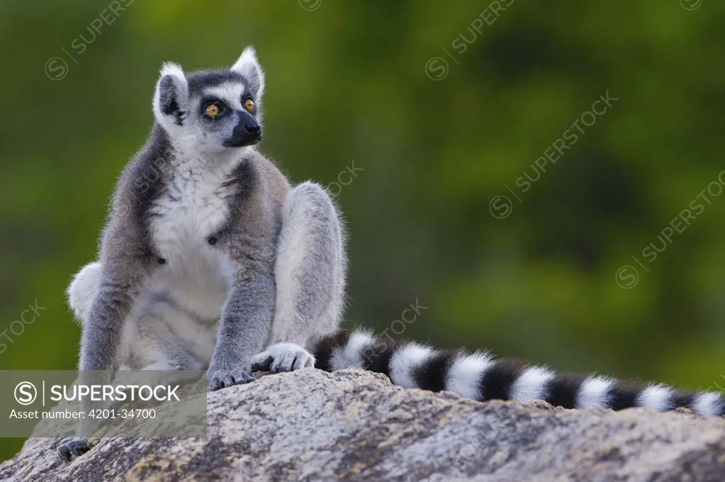 Ring-tailed Lemur (Lemur catta) portrait on rocks in the Andringitra Mountains, vulnerable, south central Madagascar
