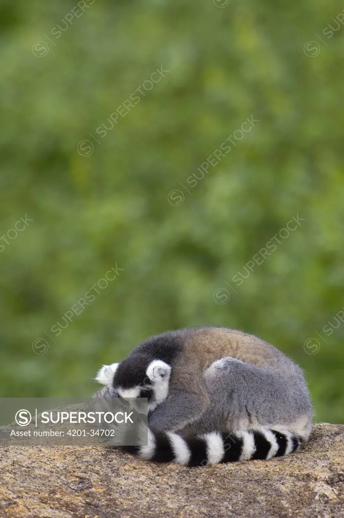 Ring-tailed Lemur (Lemur catta) sleeping on rocks in the Andringitra Mountains, vulnerable, south central Madagascar